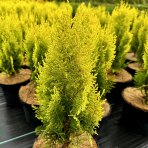 Tuja východná (Thuja orientalis) ´AUREA NANA´ - výška: 20-30 cm, kont. C2L